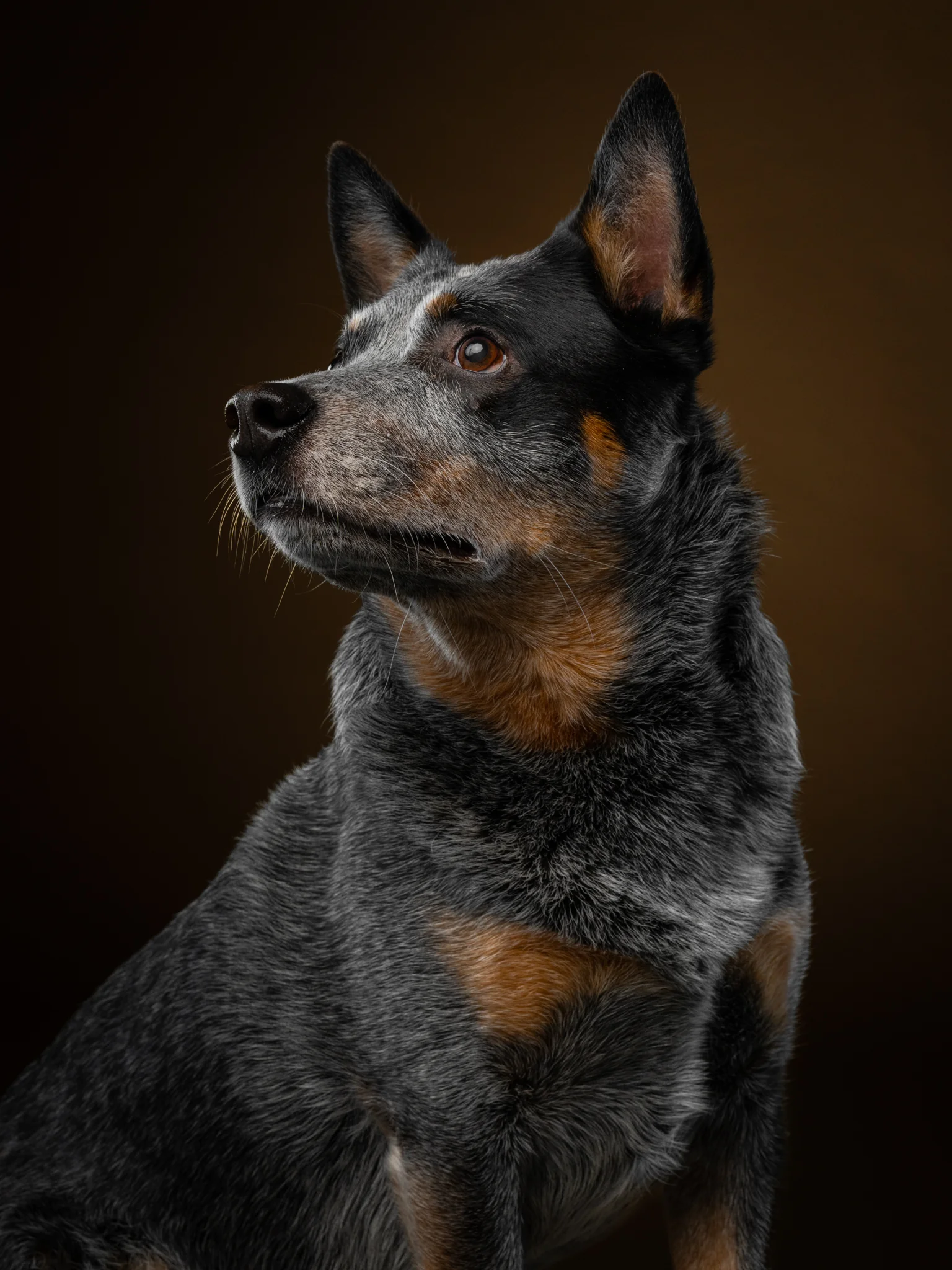 DOGS / STUDIO - more animals-klausdyba-25 - PETS Photography by Klaus Dyba